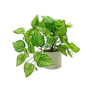 Planta en maceta
