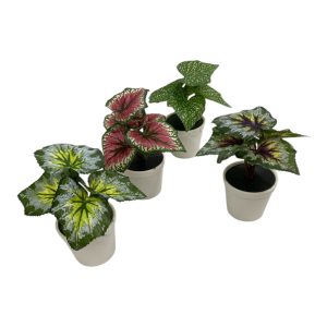 Plantin en maceta 15cm art 18298