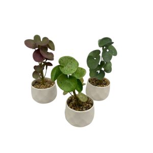 Plantitas en maceta 15cm art.54938